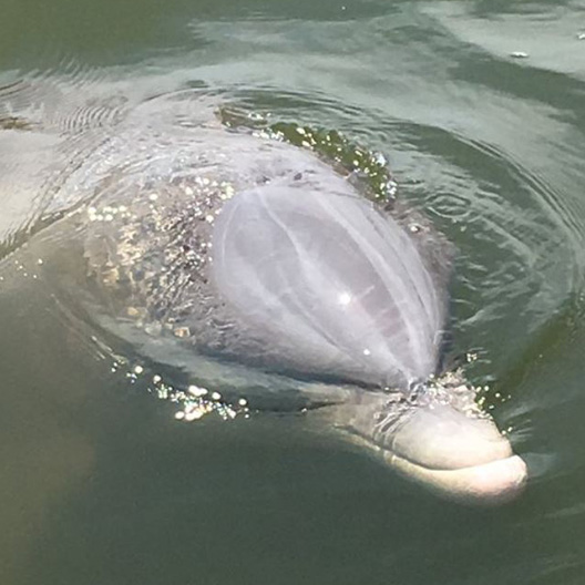 Dolphins Gulf Shores AL