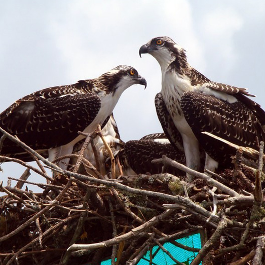 nature tours Orange Beach AL